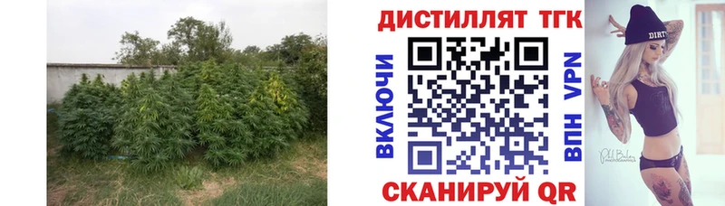 Дистиллят ТГК гашишное масло Данилов